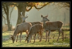 Cerfs et biches