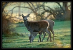 Cerfs et biches