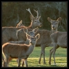 Cerfs et biches