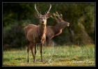 Cerf élaphe