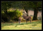 Cerf élaphe