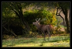 Cerf élaphe