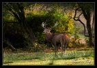 Cerf élaphe