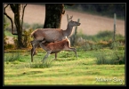 Cerf élaphe