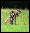 Biche et faon (Syka)