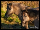 Konik polski