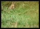 Chat forestier