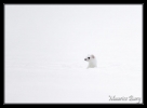 hermine1