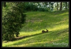 Lapin de Garenne