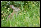 Lapin de Garenne