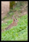 Lapins de Garenne