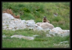 Marmotte (Andorre)