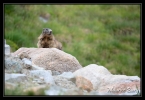 Marmotte (Andorre)