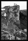 La Roche de Hautepierre