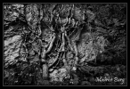 Arbre du bout du monde.