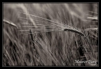 Champ de blé