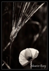 Le blé et le coquelicot...