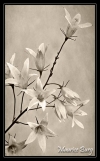 Campanule raiponce