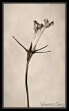 Campanule raiponce