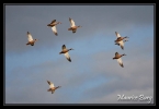 Canards colverts 