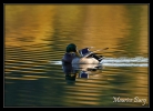 Canard colvert
