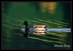 Canard colvert