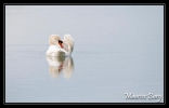 Cygne tuberculé