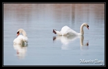 Cygnes tuberculés