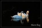 Couple de Cygnes tuberculés