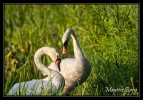Cygnes tuberculés