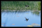 Fuligule morillon