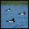 Fuligules morillons