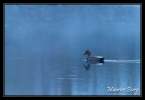 Sarcelle d'hiver