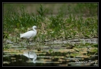 Aigrette garzette