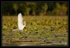 Aigrette garzette