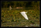 Aigrette garzette