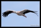 Cigogne blanche