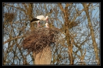 Cigognes blanches