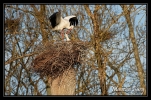 Cigognes blanches
