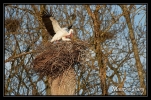 Cigognes blanches