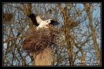 Cigognes blanches