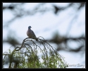 Pigeon ramier