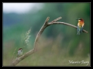Guêpier d'Europe et moineau