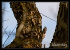 Grimpereau des bois