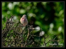 Linotte mélodieuse