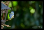 Mésange bleue