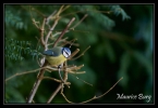 Mésange bleue
