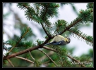 Mésange bleue