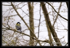  Mésange charbonnière