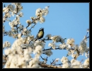  Mésange charbonnière